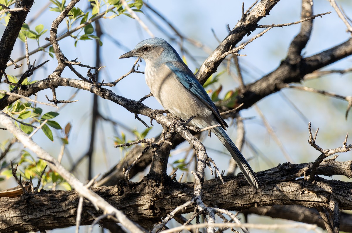 Woodhouse's Scrub-Jay (Woodhouse's) - ML644031137