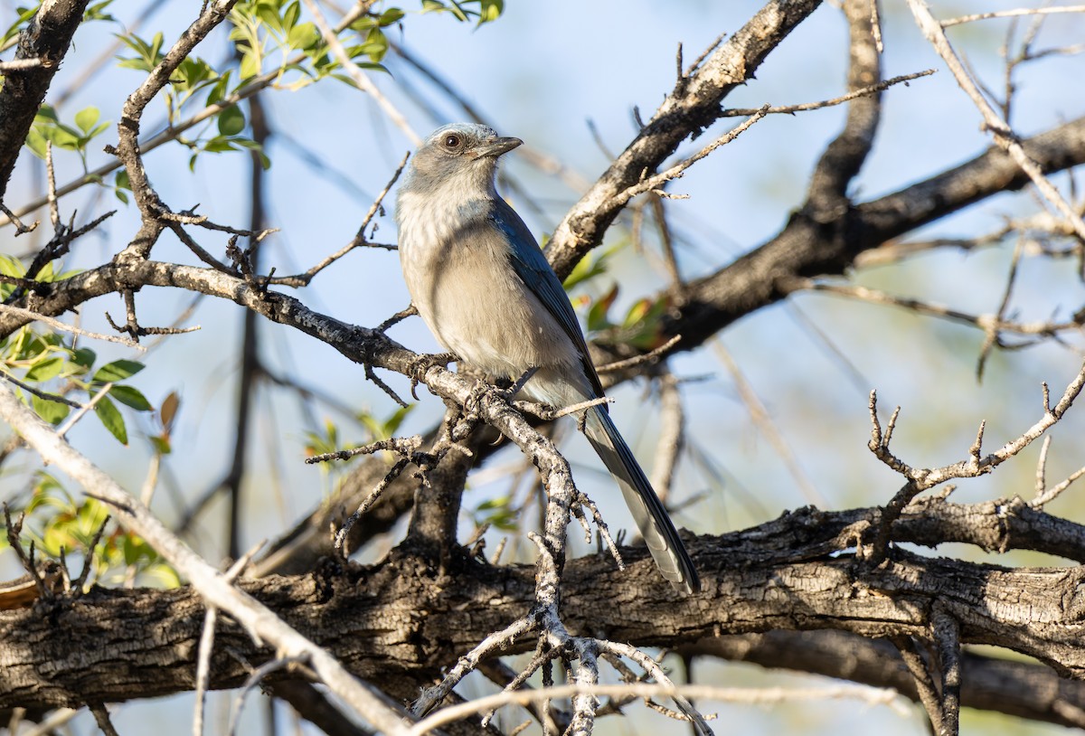 Woodhouse's Scrub-Jay (Woodhouse's) - ML644031138