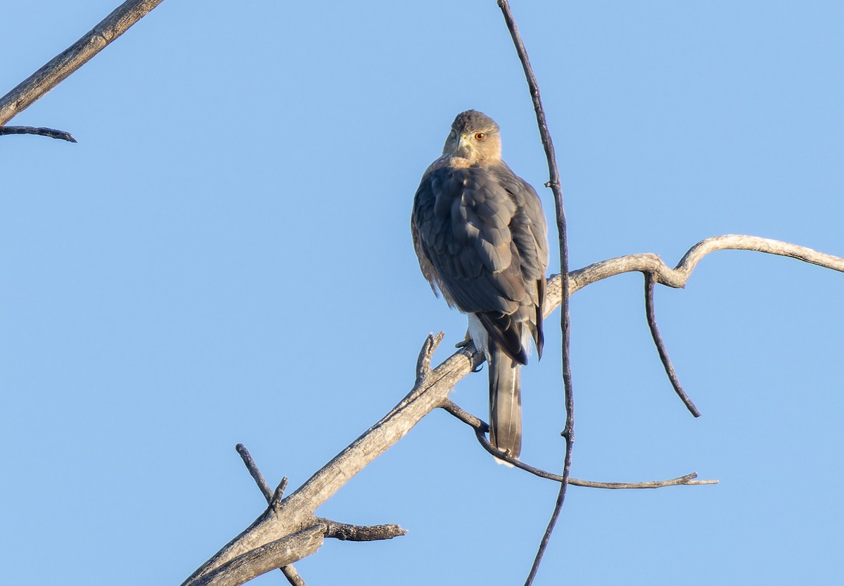 Cooper's Hawk - ML644031149