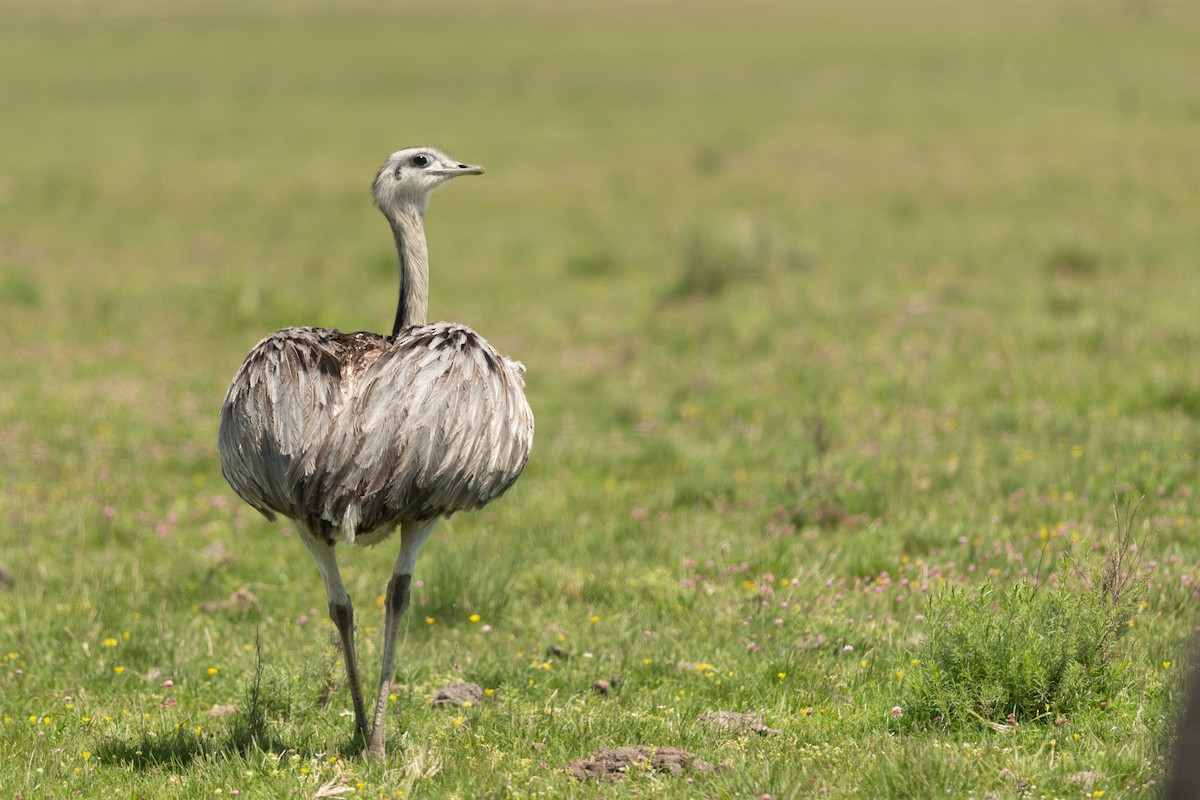 Greater Rhea - ML644031153