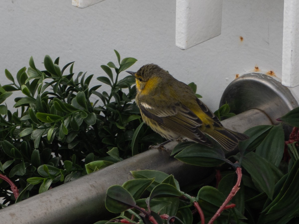 Cape May Warbler - ML644031165