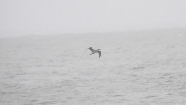 Northern Gannet - ML644031177