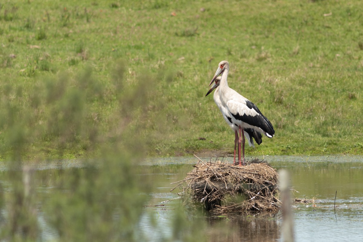 Maguari Stork - ML644031178