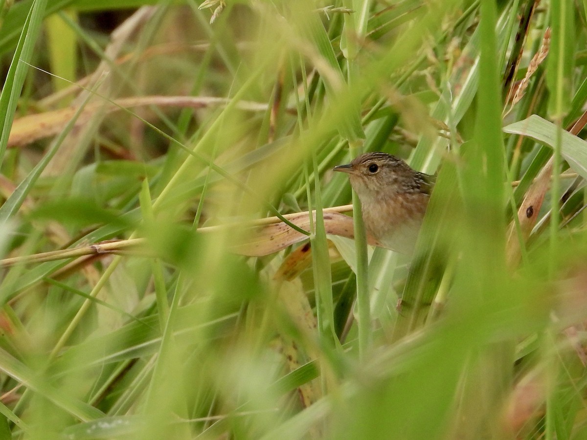Sedge Wren - ML644031182