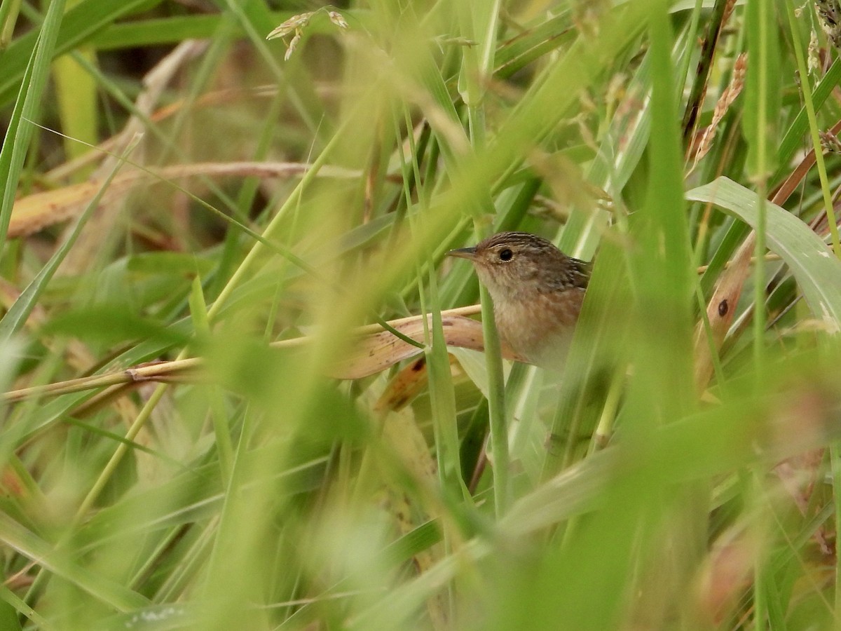 Sedge Wren - ML644031183