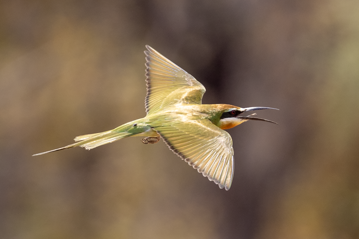 Olive Bee-eater - ML644031186