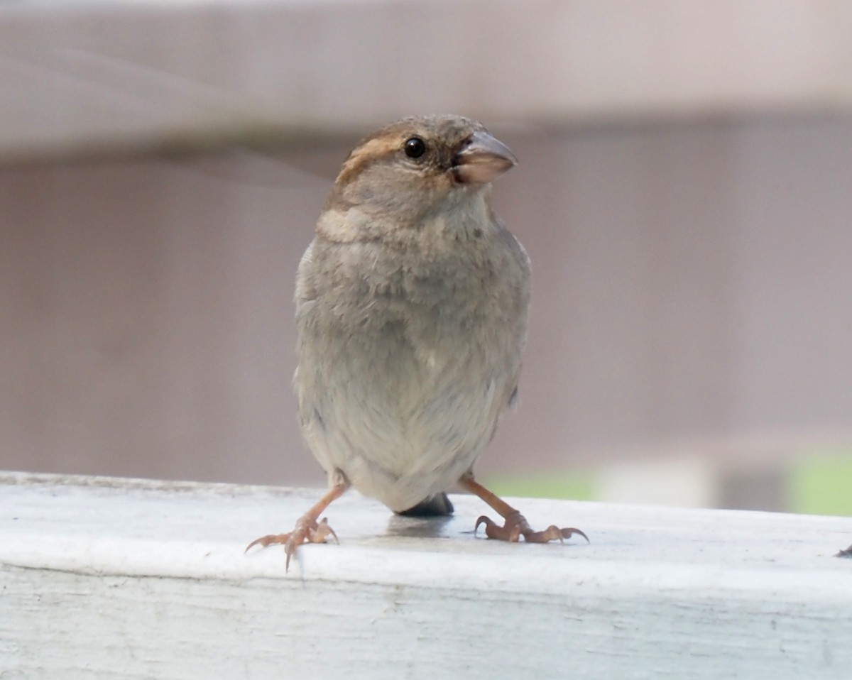 vrabec domácí - ML644031198