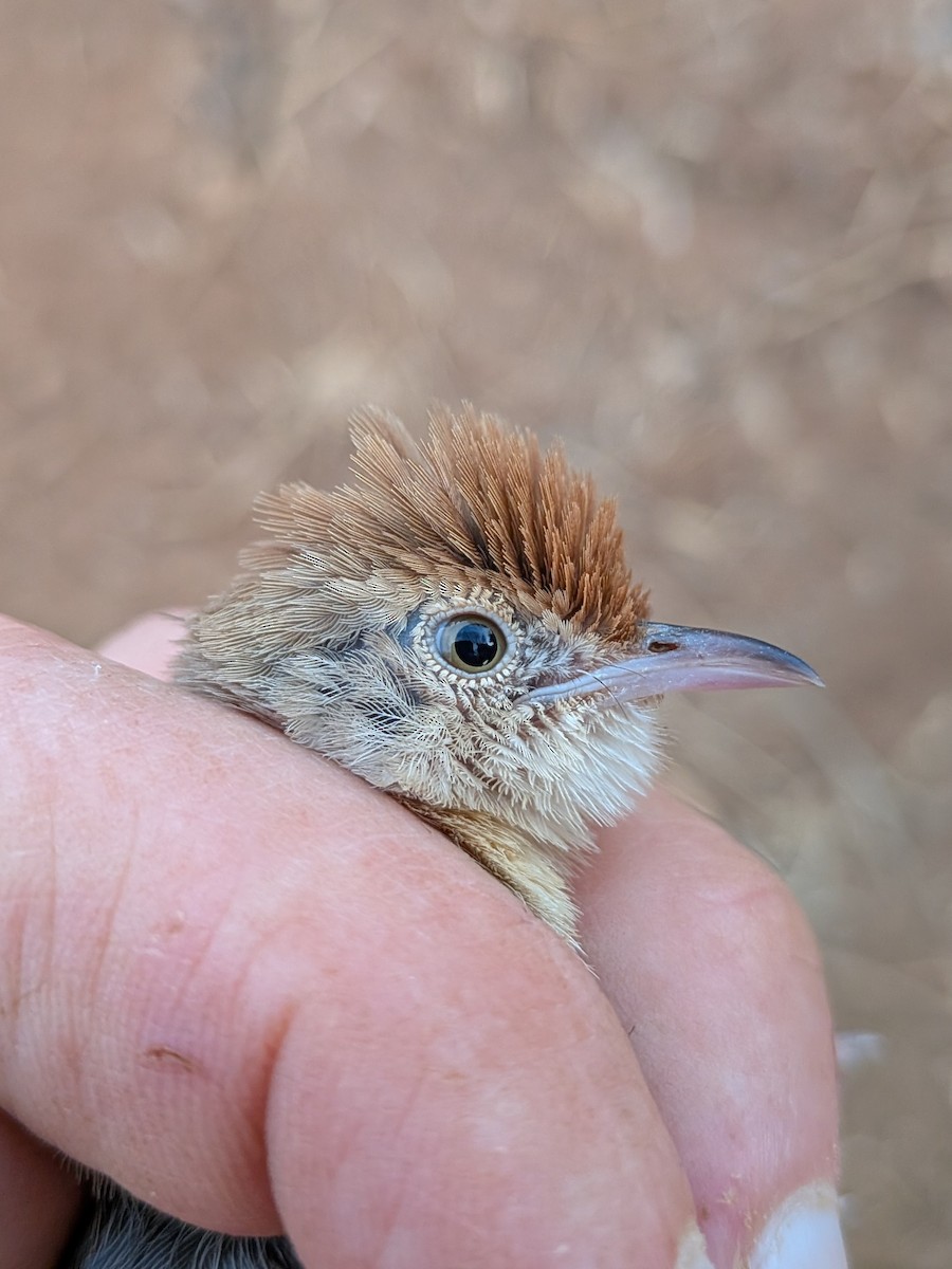 Tiny Cisticola - ML644031214