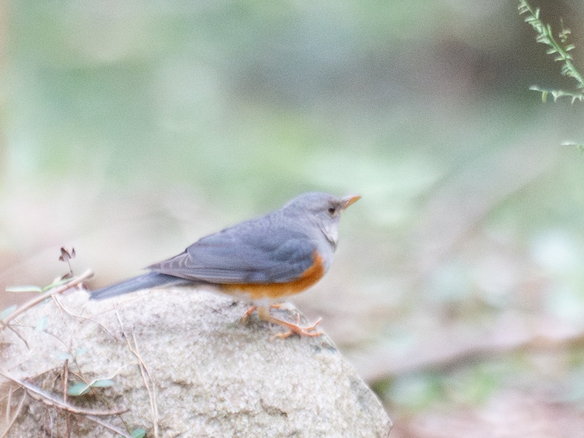 Amurdrossel - ML644031226