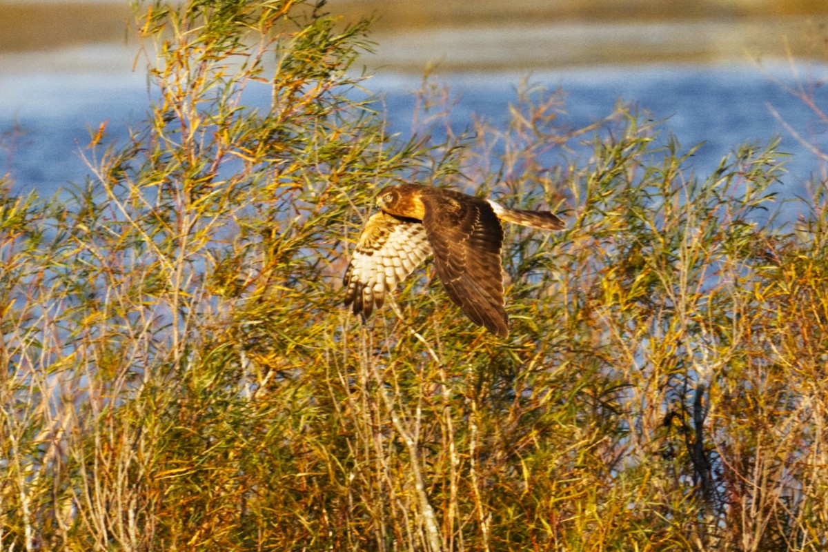 Northern Harrier - ML644031253