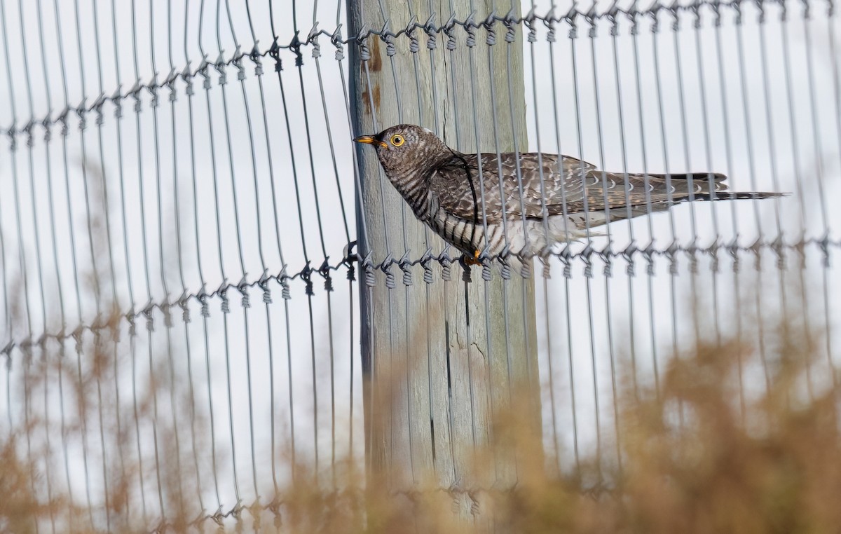 大杜鵑 - ML644031255