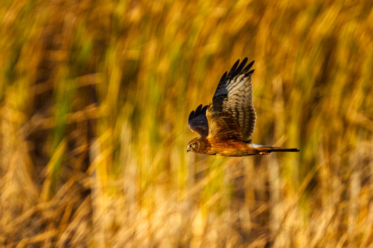 Northern Harrier - ML644031257