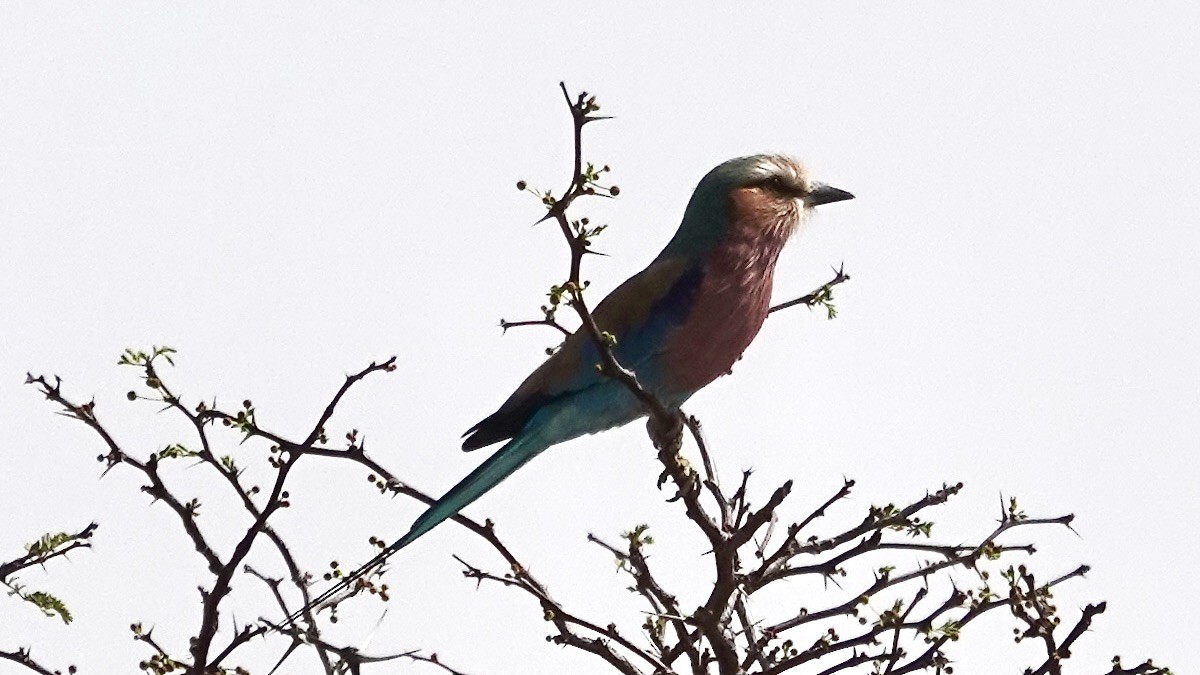 Lilac-breasted Roller - ML644031261