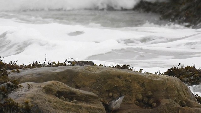 Purple Sandpiper - ML644031277