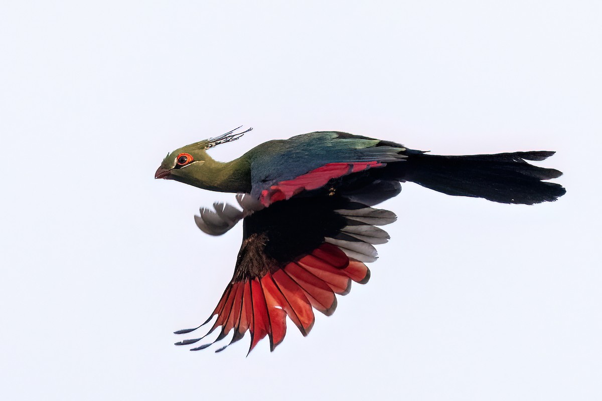 シャローエボシドリ - ML644031286