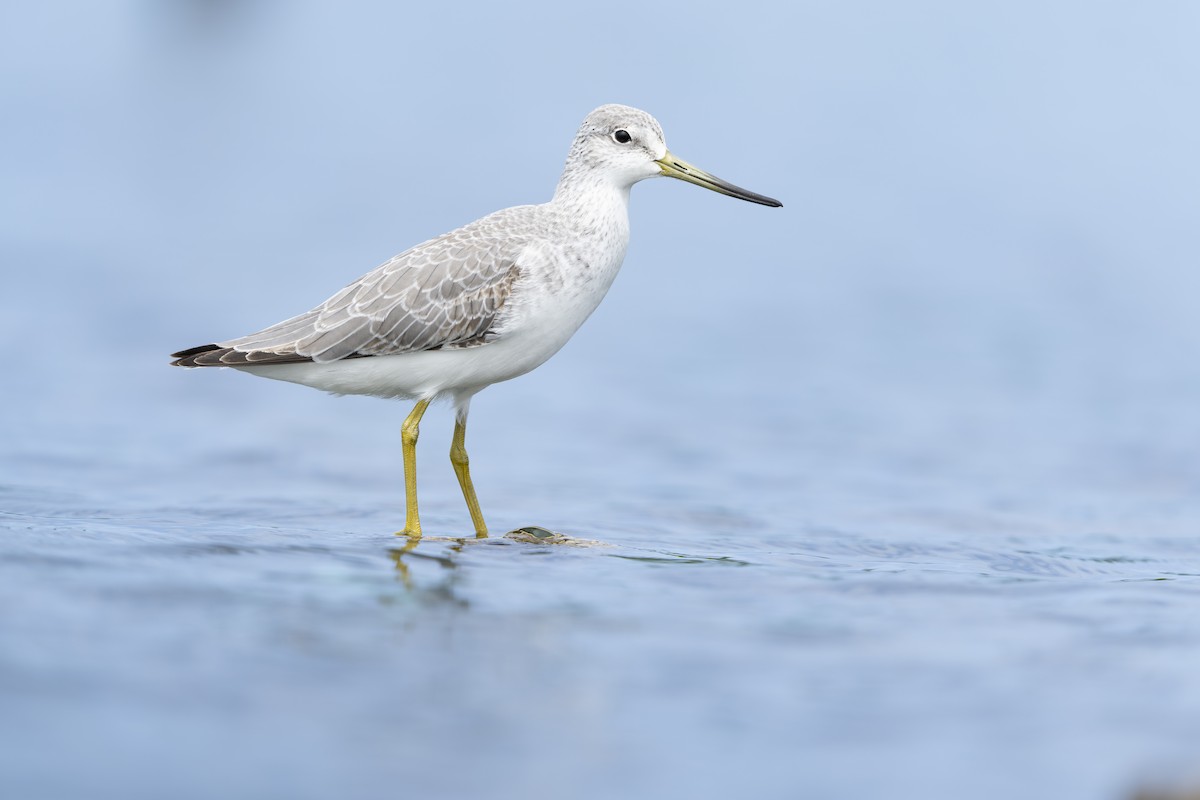 Nordmann's Greenshank - ML644031287