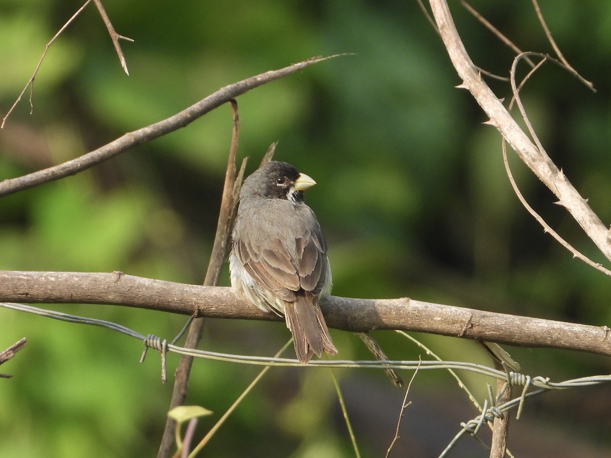 Double-collared Seedeater - ML644031314