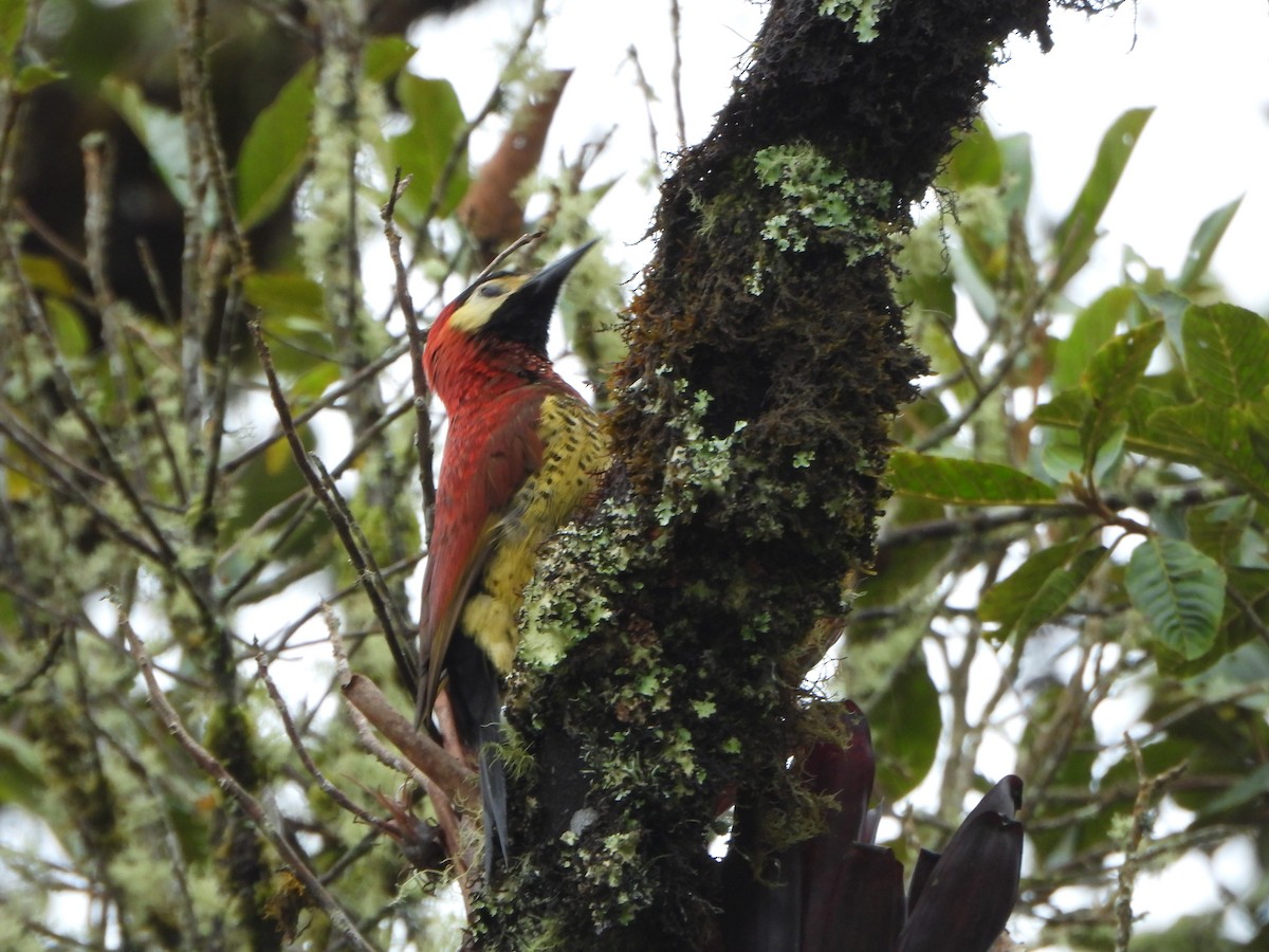 Дятел-смугань червонокрилий - ML644031322