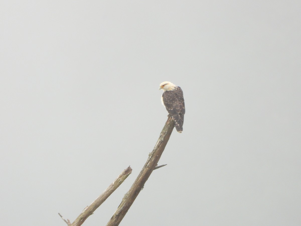 Yellow-headed Caracara - ML644031329