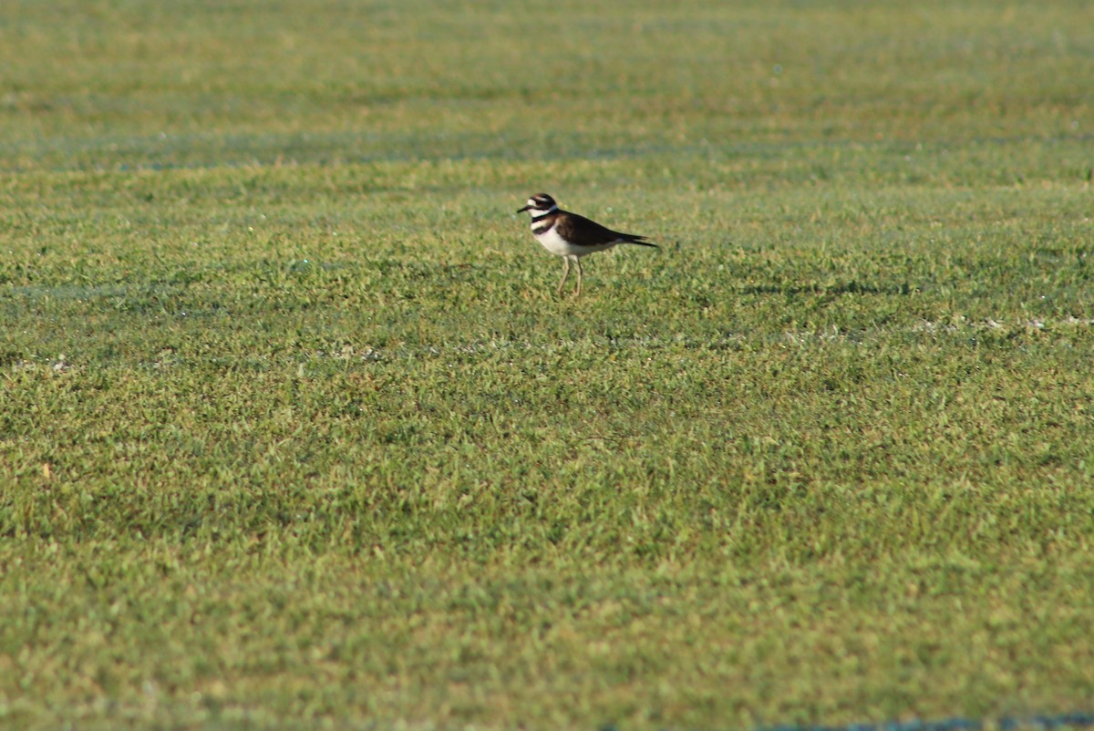 Killdeer - ML644031342