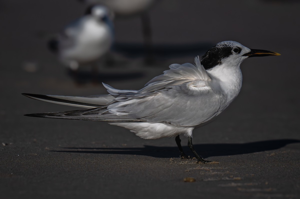白嘴端燕鷗(acuflavidus) - ML644031344