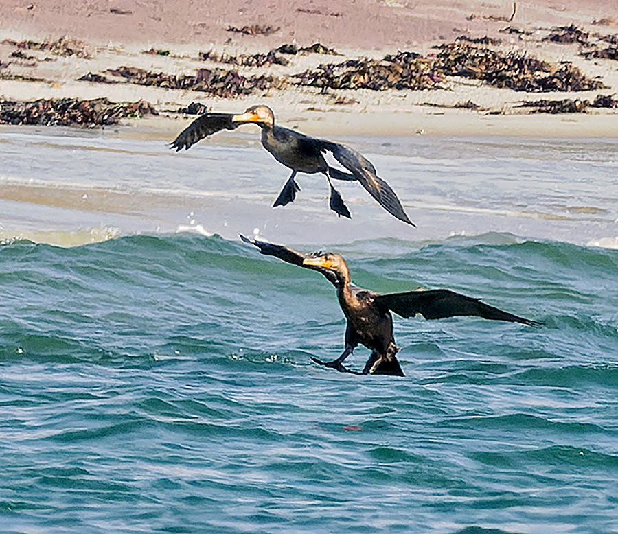 Double-crested Cormorant - ML644031346