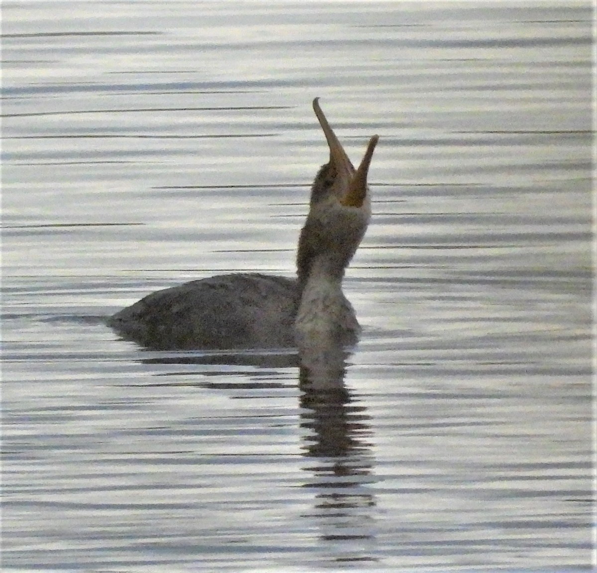 Double-crested Cormorant - ML644031347