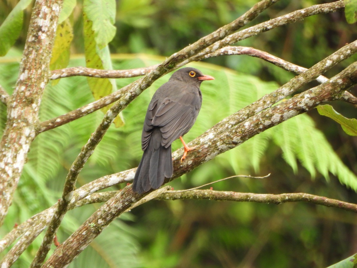 Great Thrush - ML644031365