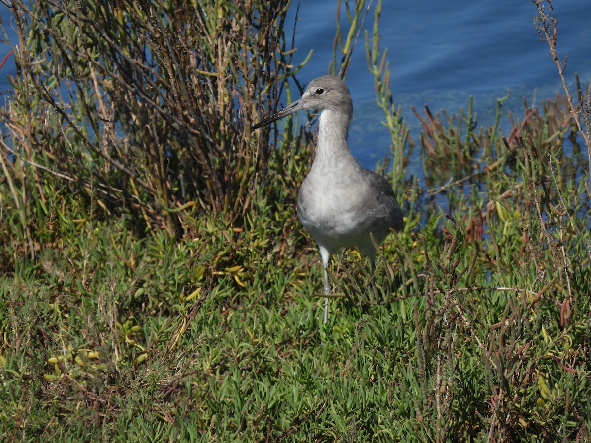 Willet - ML644031366