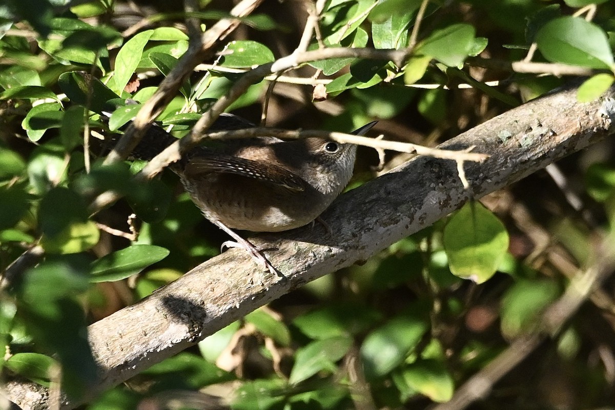 Northern House Wren - ML644031373