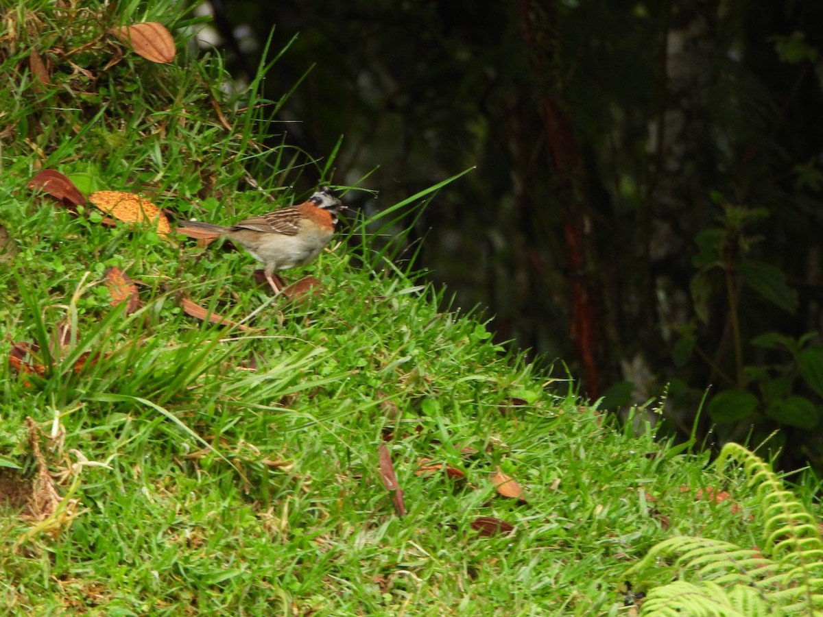 Rufous-collared Sparrow - ML644031382