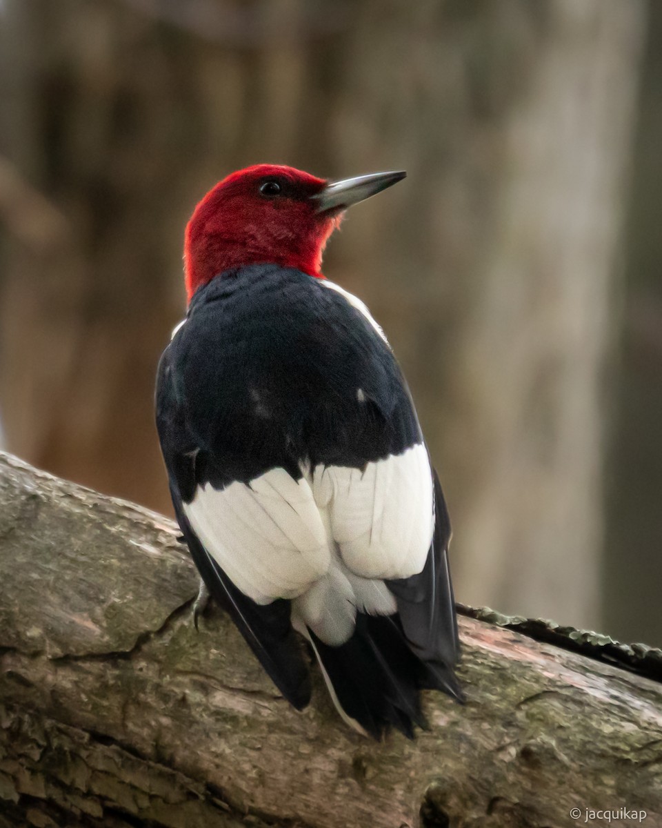 Red-headed Woodpecker - ML644031385