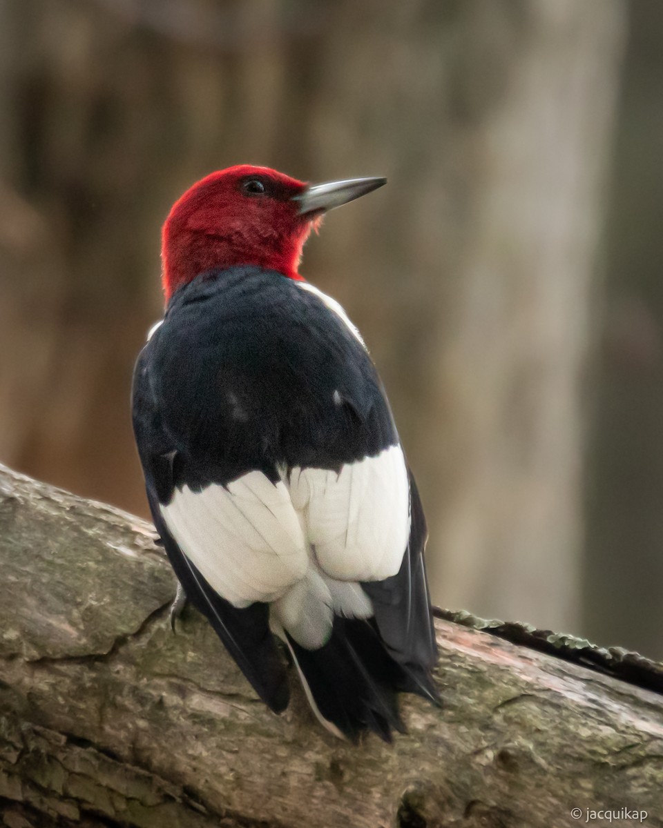 Red-headed Woodpecker - ML644031387