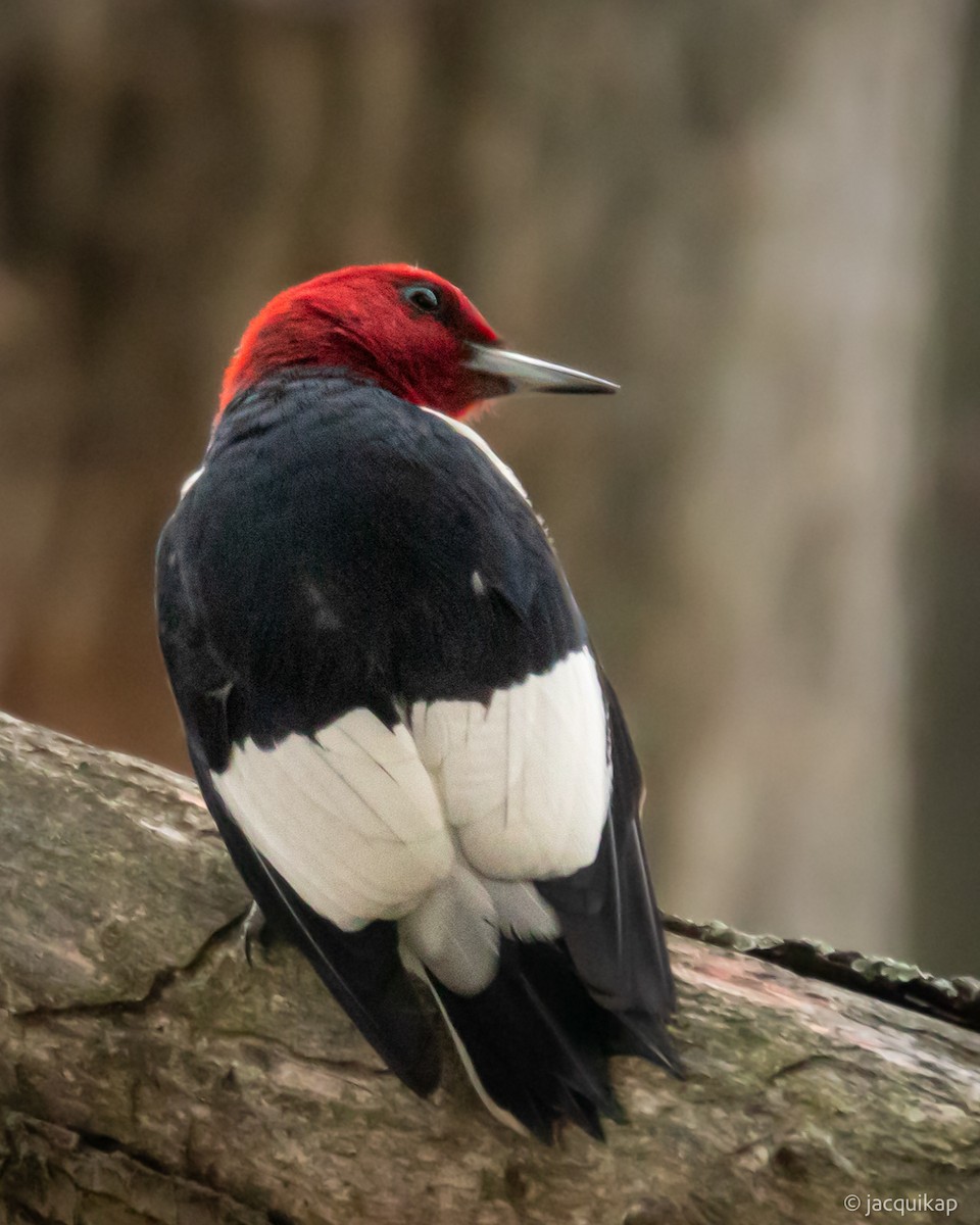 Red-headed Woodpecker - ML644031388