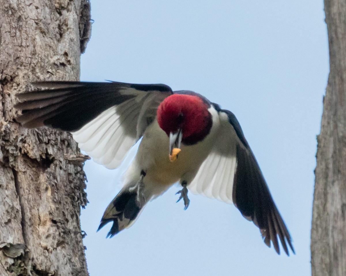 Red-headed Woodpecker - ML644031389
