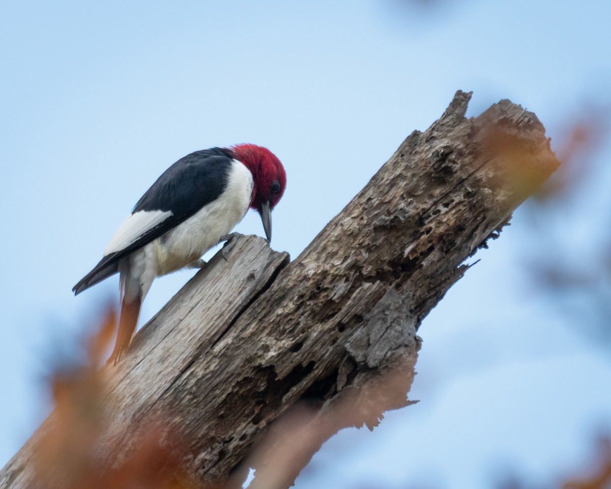 Red-headed Woodpecker - ML644031391