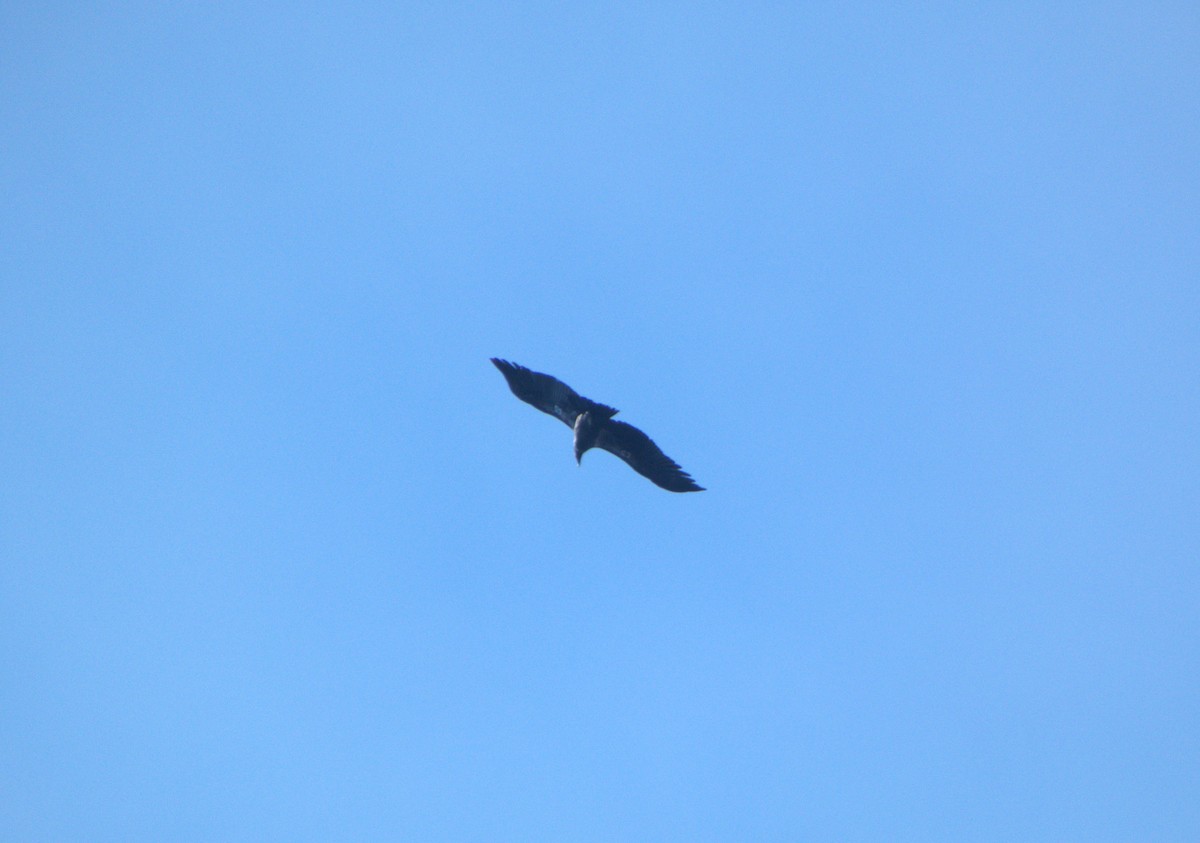 California Condor - ML644031405