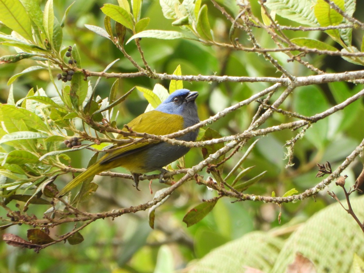 Blue-capped Tanager - ML644031407