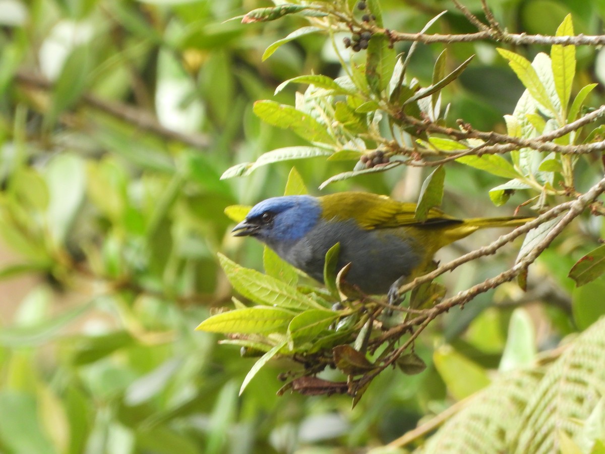 Blue-capped Tanager - ML644031408
