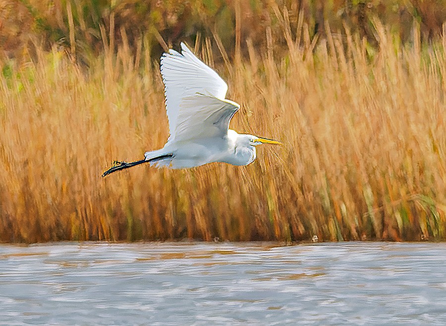 Great Egret - ML644031438