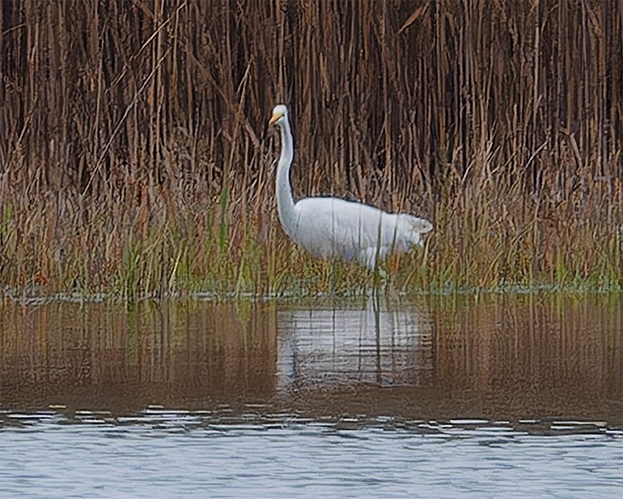 Great Egret - ML644031439