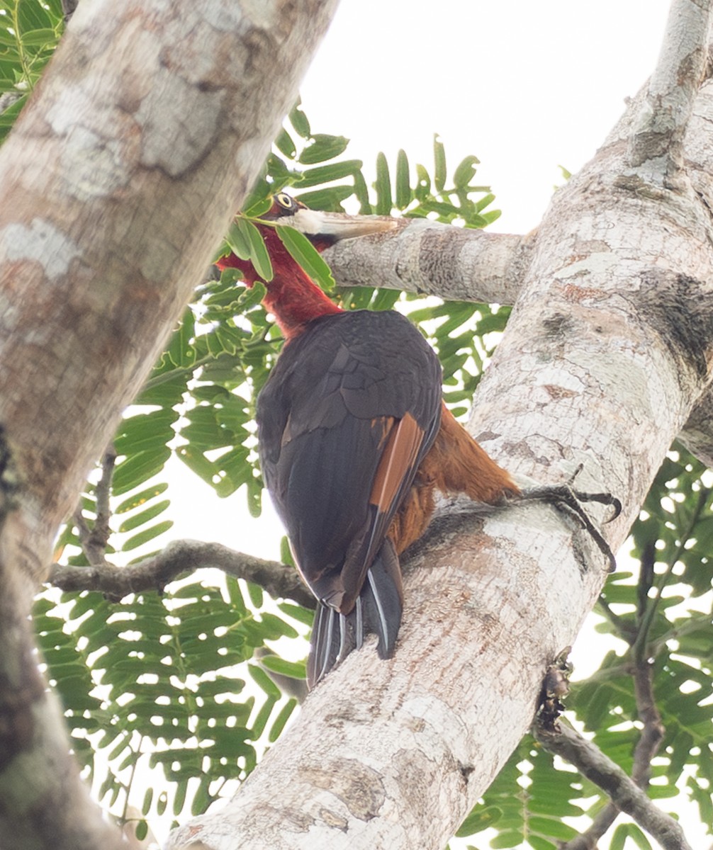 Красношейный дятел - ML644031443