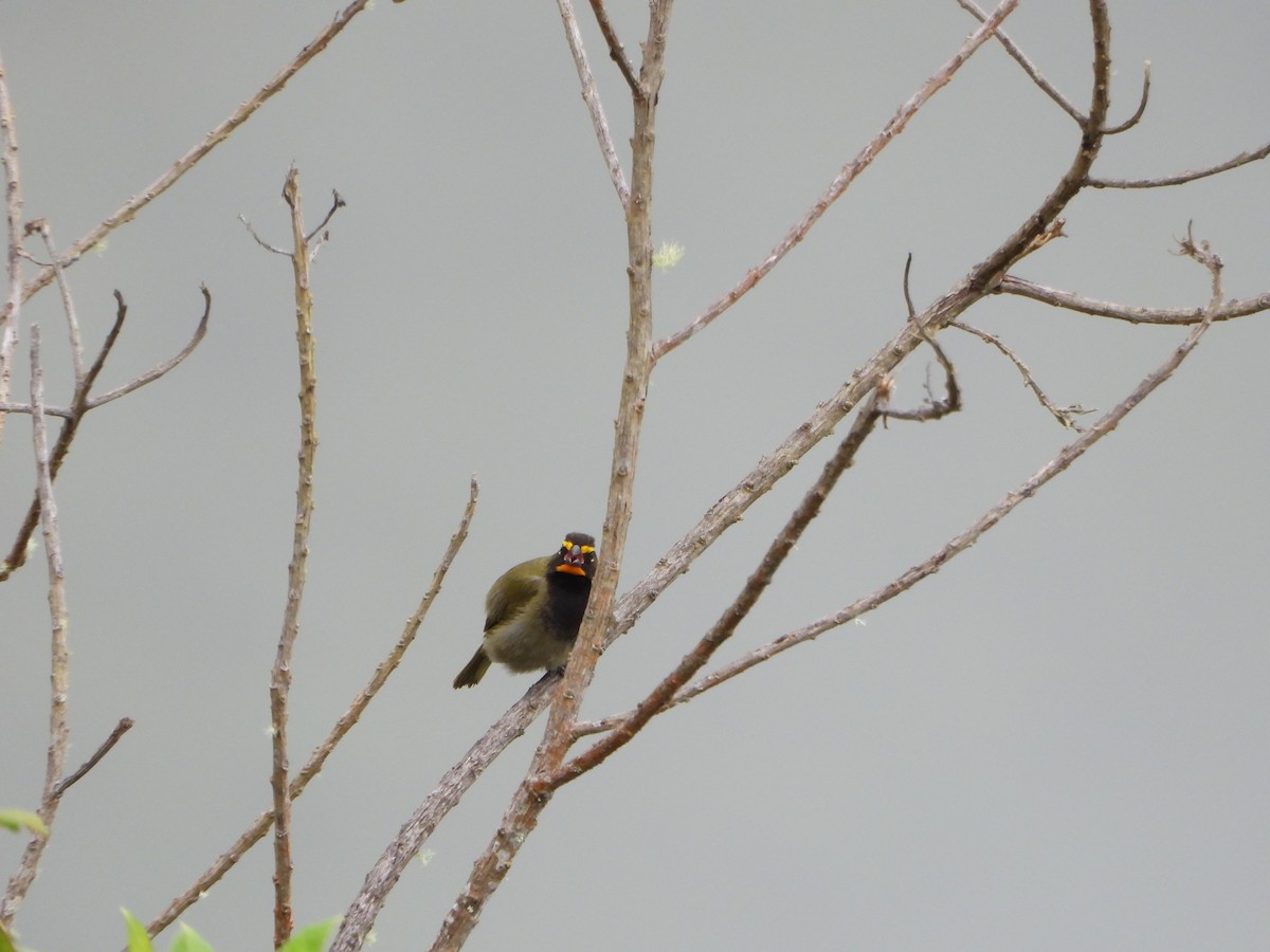 Yellow-faced Grassquit - ML644031451