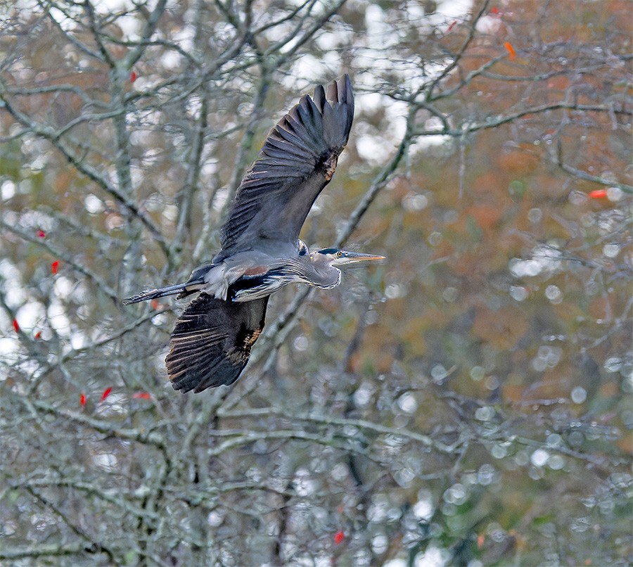 Great Blue Heron - ML644031472