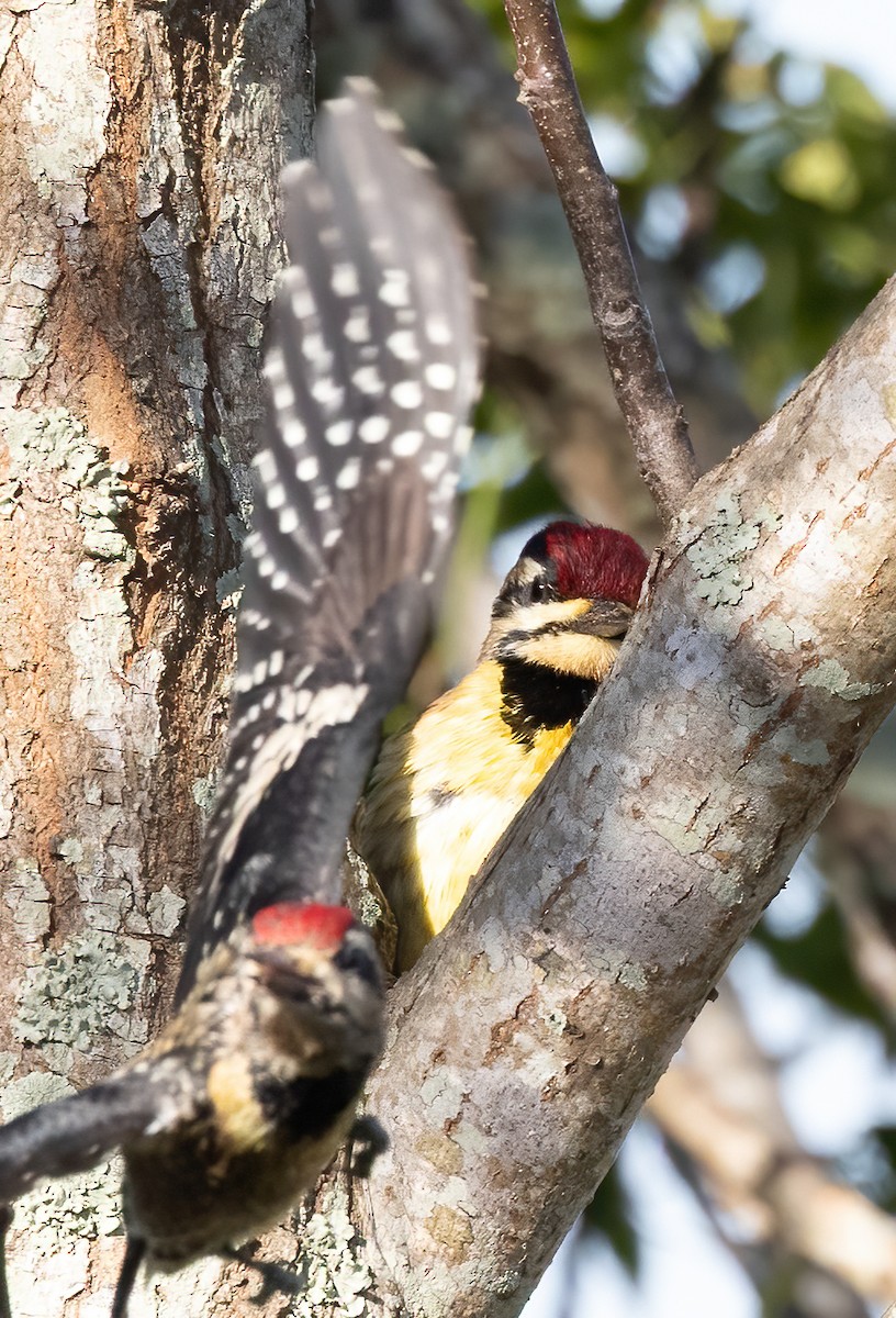 シルスイキツツキ - ML644031482