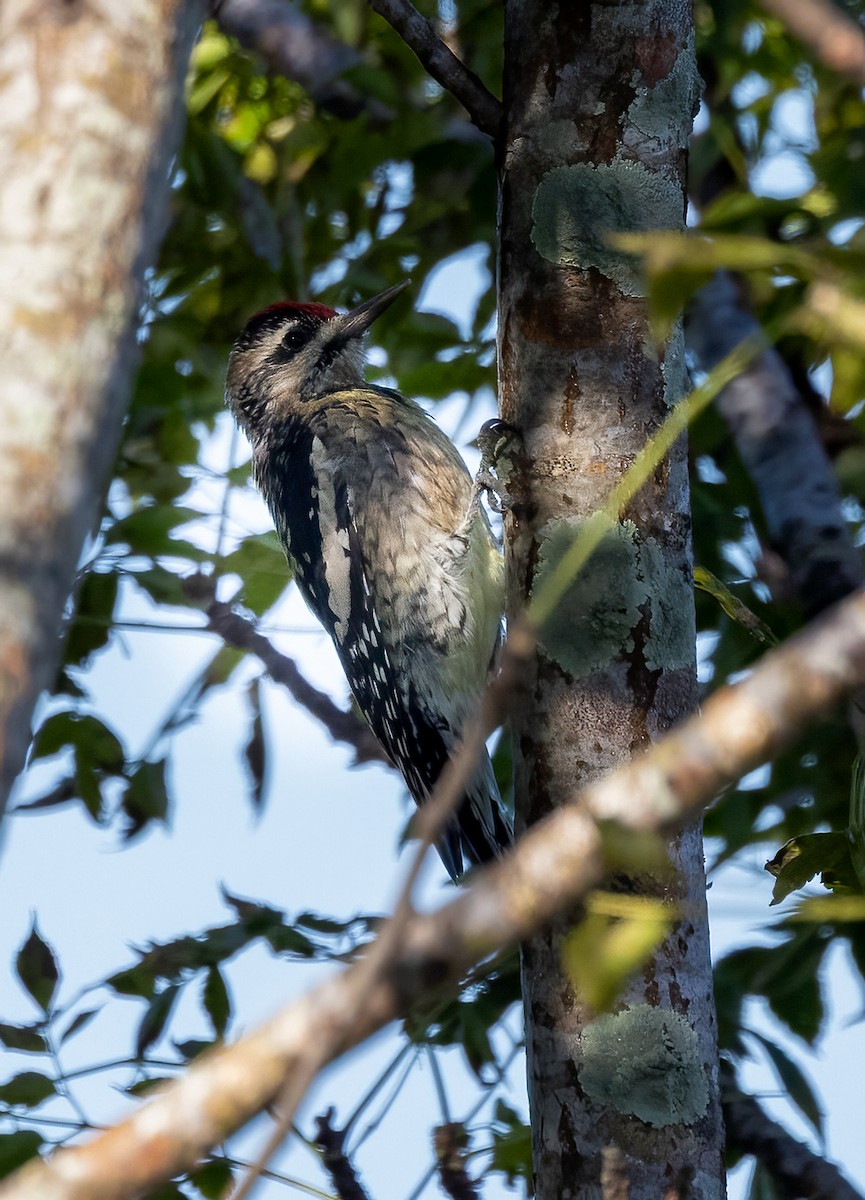 シルスイキツツキ - ML644031484