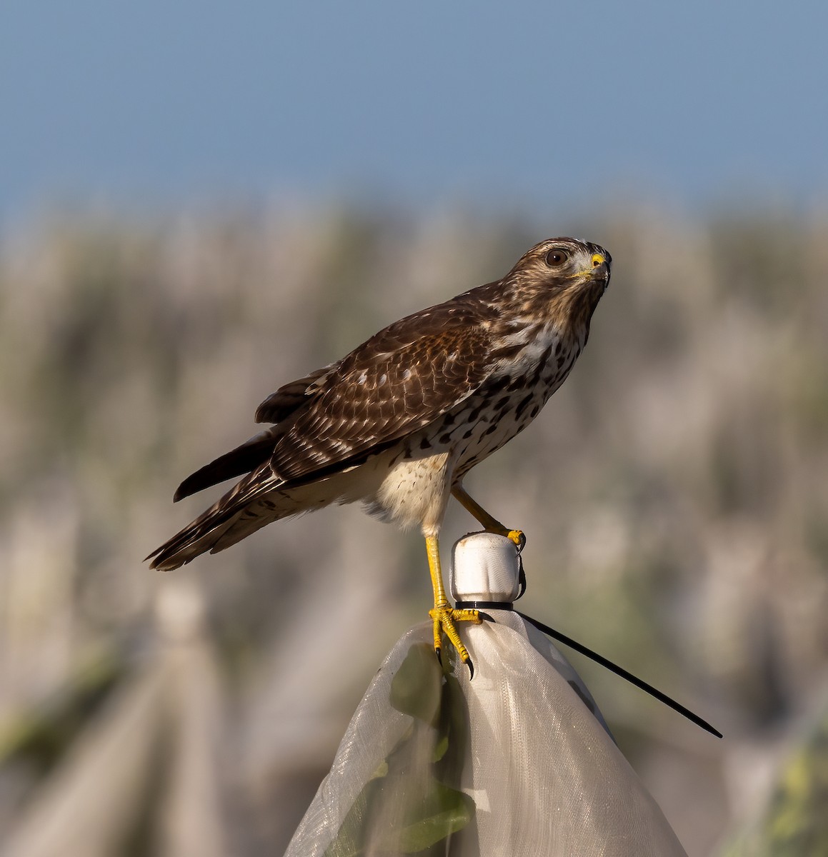 カタアカノスリ - ML644031486