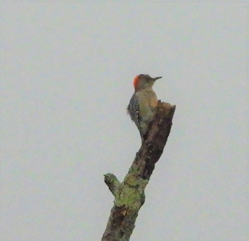 Red-bellied Woodpecker - ML644031538