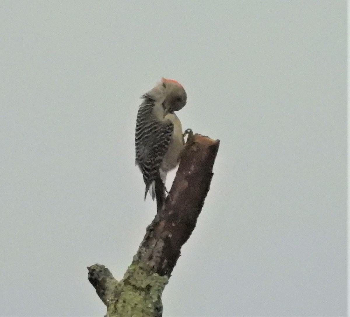Red-bellied Woodpecker - ML644031539