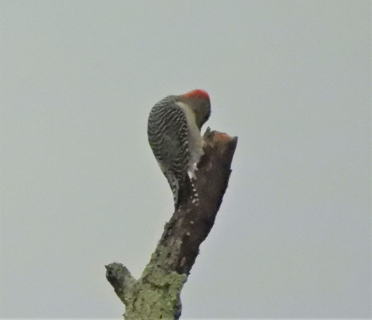 Red-bellied Woodpecker - ML644031540